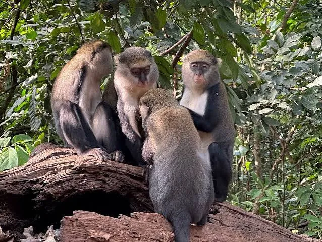 Tafi-Atome Monkey Sanctuary & Cultural Village