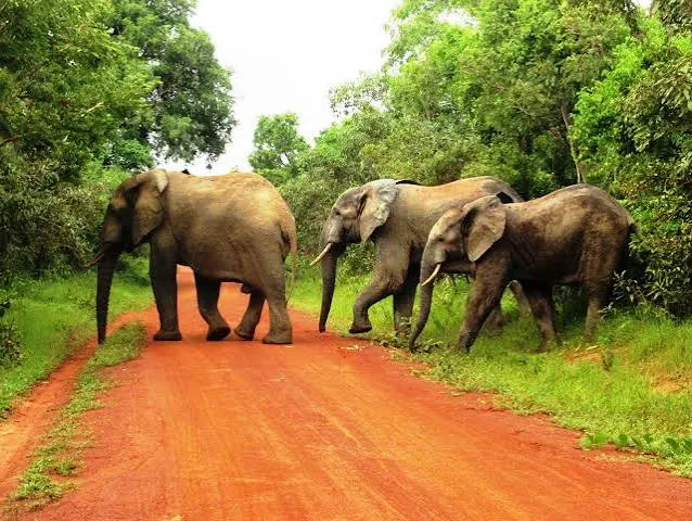 Mole National Park