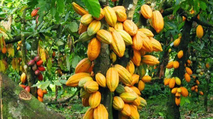     Tetteh Quarshie Cocoa Farm