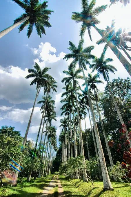 Bunso Arboretum Eco Park