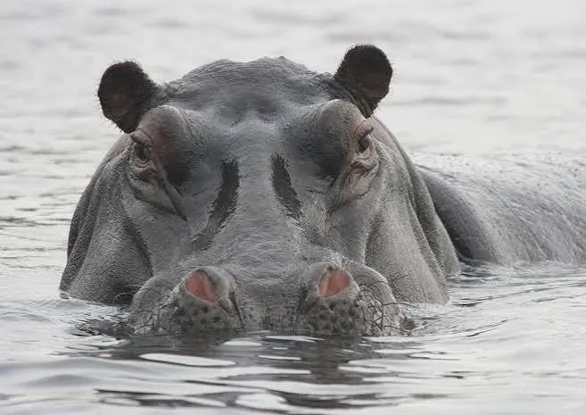 Wechiau Community Hippo Sanctuary