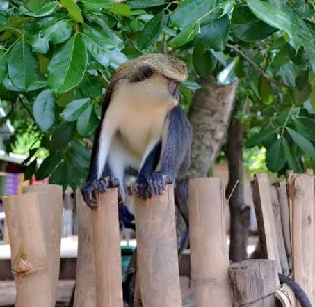 Tafi-Atome Monkey Sanctuary & Cultural Village