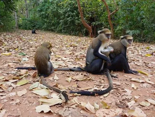 Boabeng-Fiema Monkey Sanctuary
