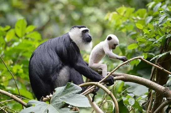 Boabeng-Fiema Monkey Sanctuary