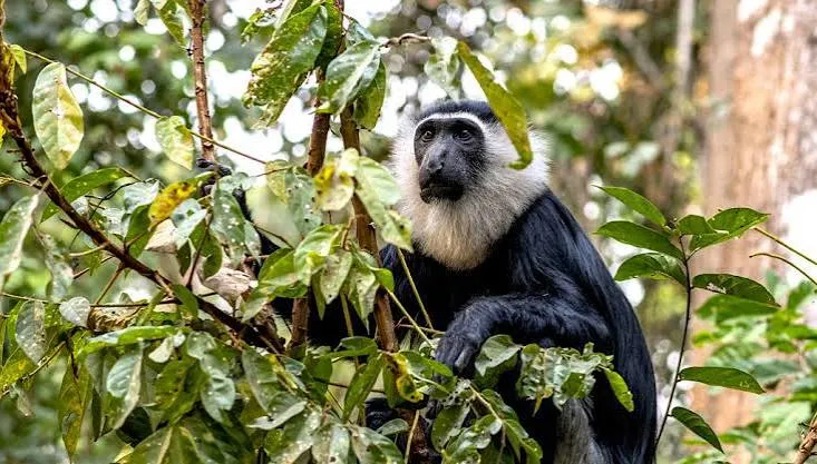Boabeng-Fiema Monkey Sanctuary