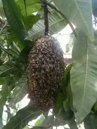     International Stingless Bee Centre 