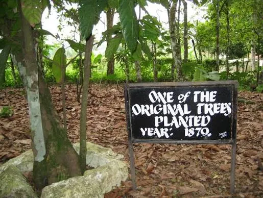    Tetteh Quarshie Cocoa Farm