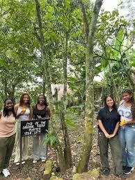     Tetteh Quarshie Cocoa Farm